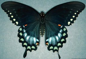 papilio troilus.jpg