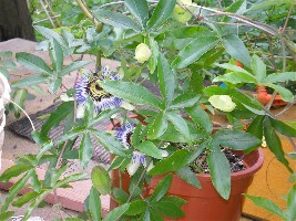 pasiflora199 (Medium).jpg