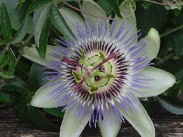 pasiflora.JPG