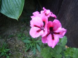 pelargonia.jpg