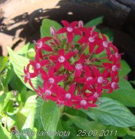 pentas lancelota3.jpg