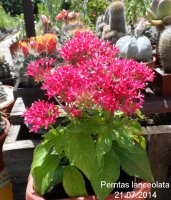pentas lanceolata1.jpg