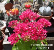 pentas lanceolata2.jpg