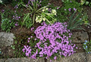 phlox1-1.jpg