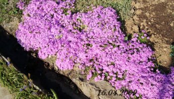 phlox2-1.jpg