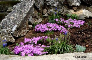 phlox5.jpg