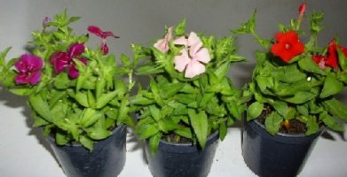 phlox.jpg