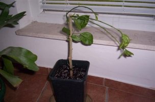 picture 002 (custom).jpg