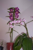 picture 032 (custom).jpg