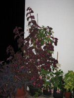 picture 035.jpg