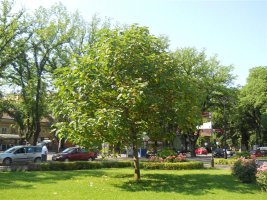 picture 247 (medium).jpg