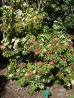 pieris.jpg