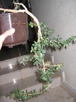 Plantae 022.jpg