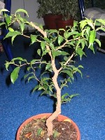 plants 005.jpg