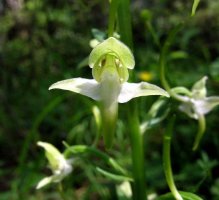 platanthera chlorantha.jpg