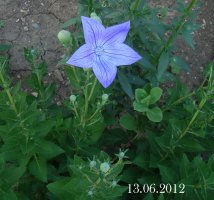 platycodon1.jpg