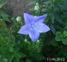 platycodon2.jpg