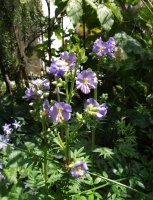 polemonium.jpg