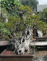 pomegranate1.jpg