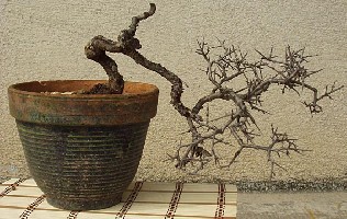 prunus-spinosa.jpg