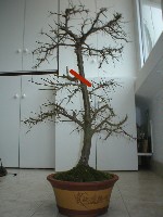 prunus.jpg