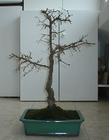 prunus2.jpg