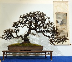 prunus_spinosa.jpg