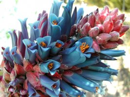 puya_coerulea_6832.jpg