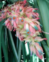 puya_dyckioides.jpg