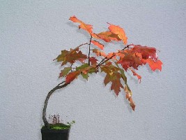 Quercus-600.jpg