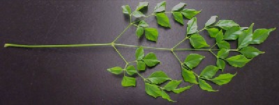 radormanchera-list.jpg