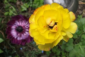ranunculus-anemone.jpg