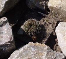 rebutia2.jpg