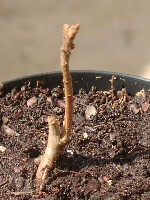 Rhus-typhina1.jpg