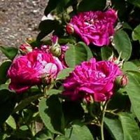 rose de rescht.jpg