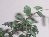 RSCN2776_resize.JPG