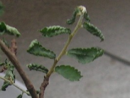 RSCN2777.JPG