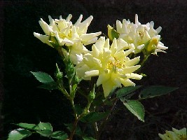 Ruze - juni '05 (9).JPG