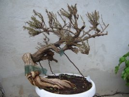 ruzmarin 14.9.08..jpg