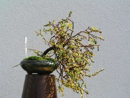 Salix-600.jpg