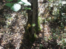 sdc10161.jpg