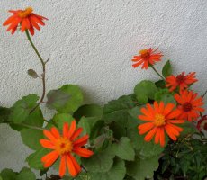sdc11107.jpg