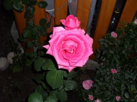 sdc11318.jpg