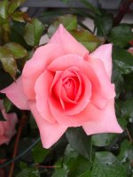 sdc11338.jpg