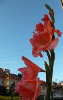 sdc12009.jpg
