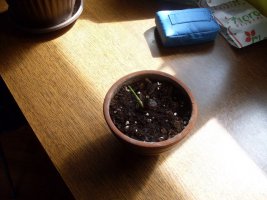 sdc14822.jpg