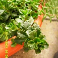 sedum....jpg