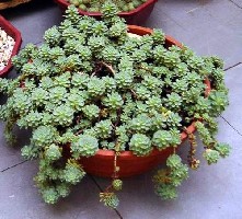 sedum.JPG