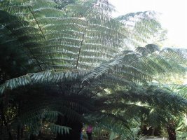 silver fern.jpg