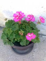 slika0226.jpg